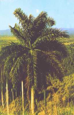 Ройстонея королевская (королевская пальма).
